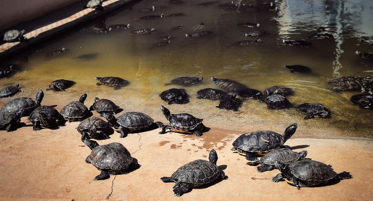 Tortugas Neotrópico