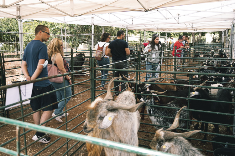 Feria Ganadera