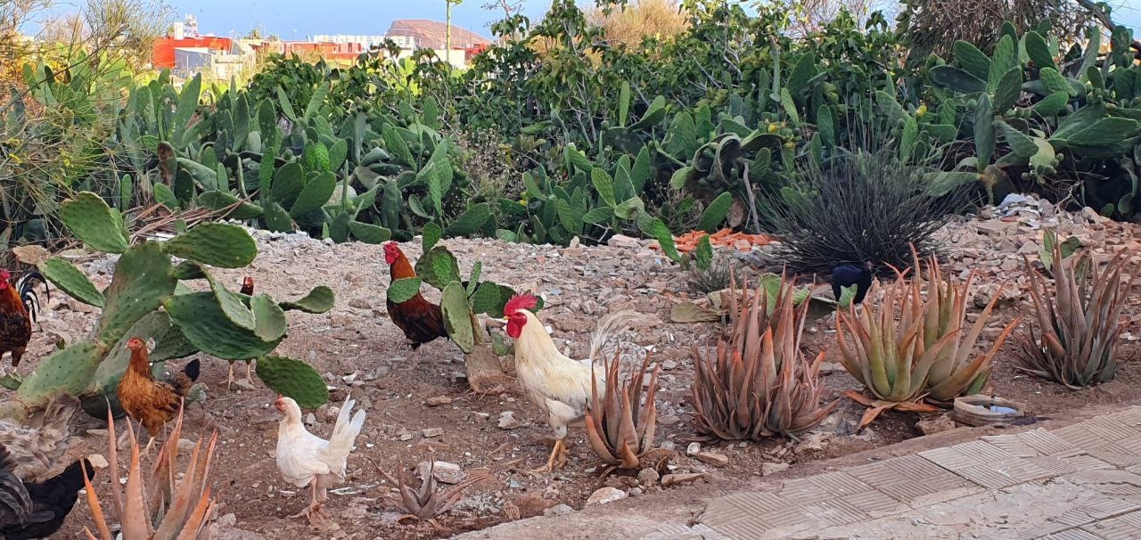 Aves asilvestradas La Laguna