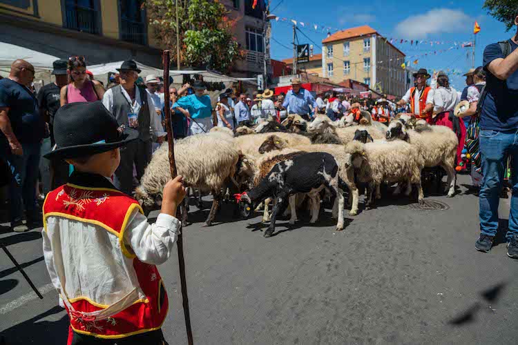 Rebaño de ovejas en la Romería de San Benito_090723 copia