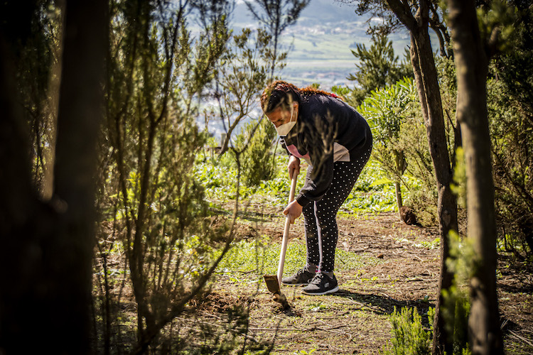 Archivo, reforestación en Mesa Mota