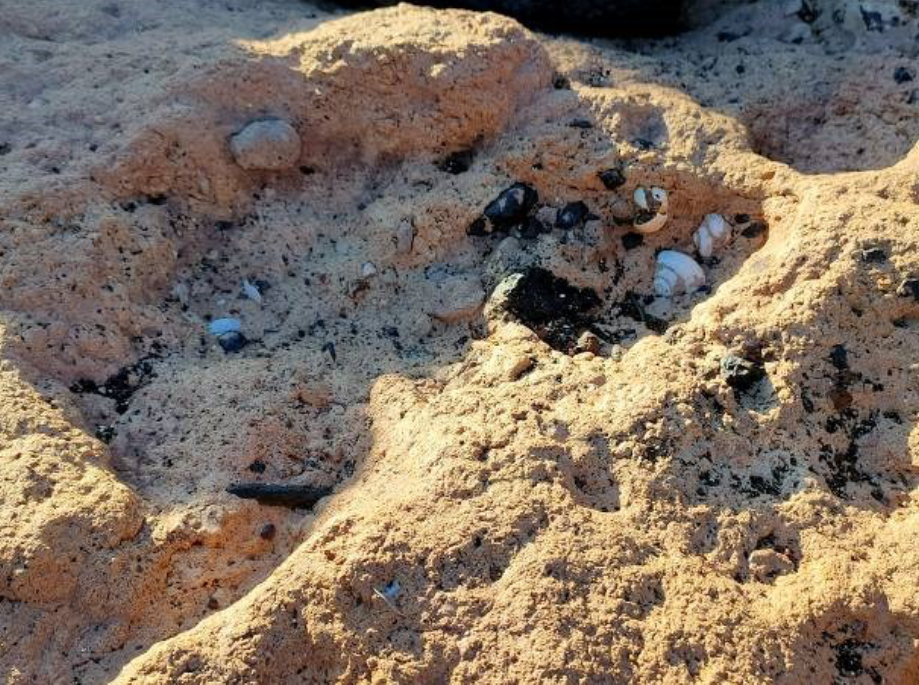 Yacimiento_paleontológico_Punta