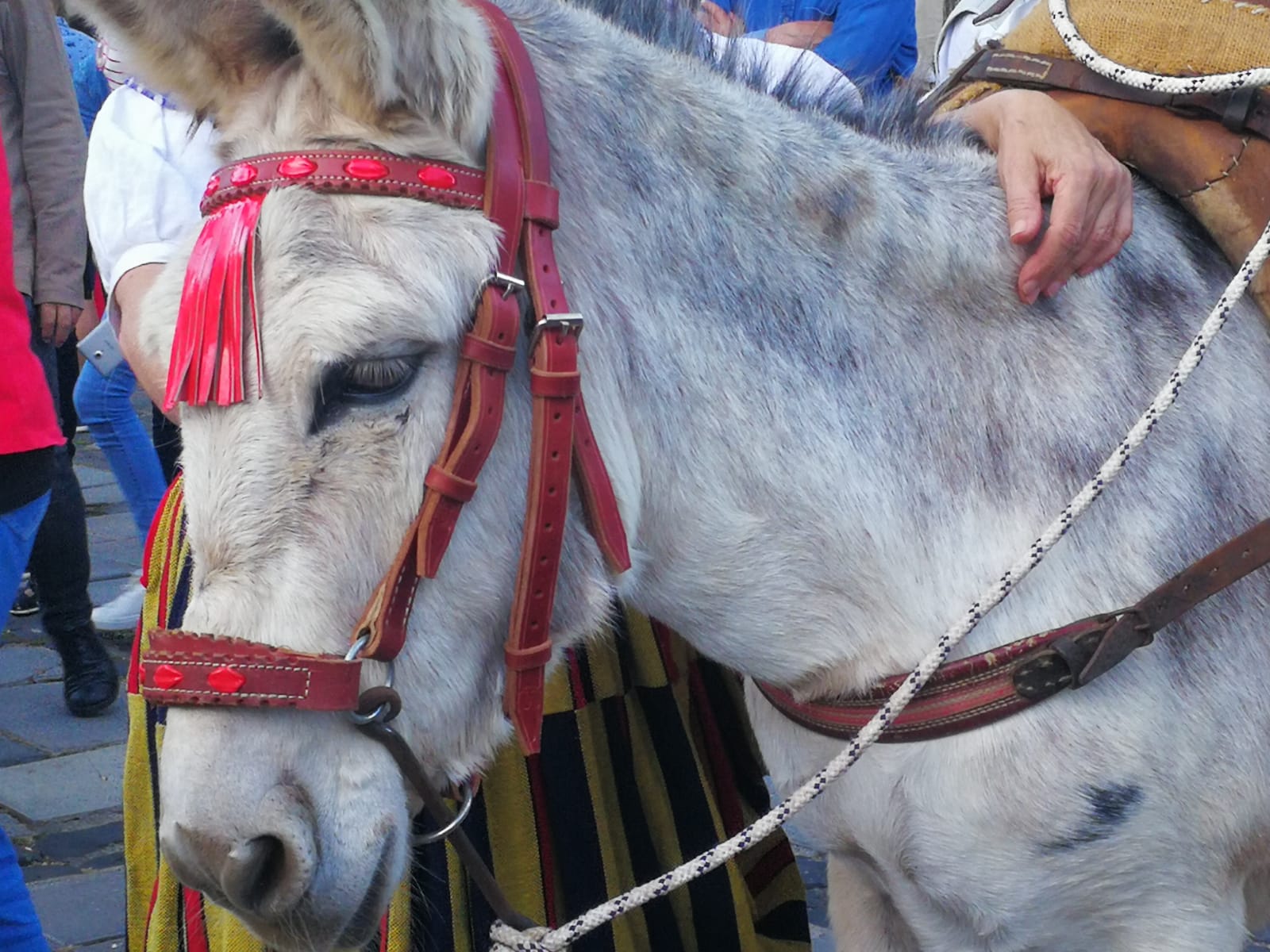 Noche de los Burros