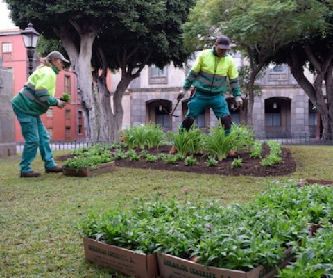 Plantación 2