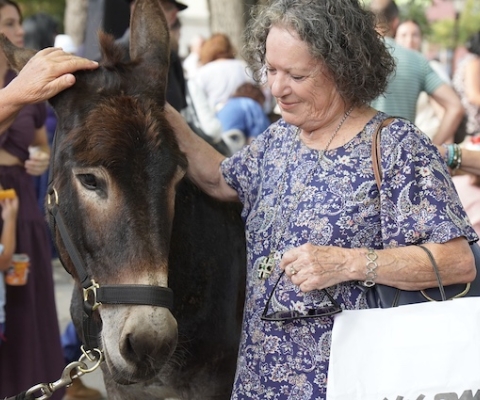 Burros 1